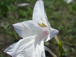 Gladiolus robertsoniae flower